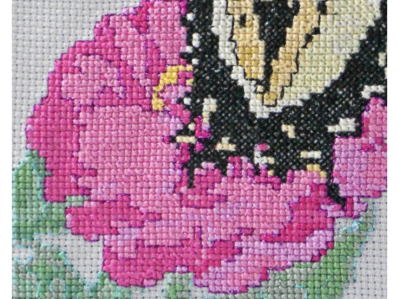 pink zinnia closeup