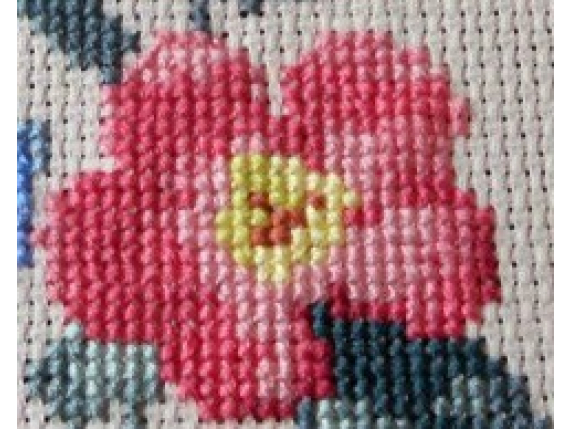 close up pink flower yellow center